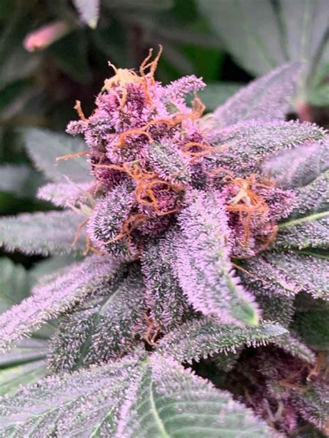 The Grape Goudini Feminized | 2 Guns And A Guy Seed Company