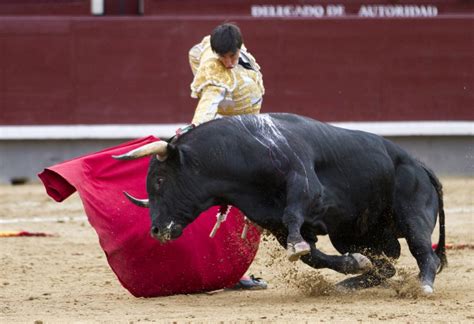 The Bullfighting Controversy in Venezuela - Brewminate: A Bold Blend of News and Ideas