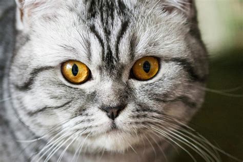 12 Most Popular British Shorthair Colors | From Cinnamon to Lilac I Discerning Cat