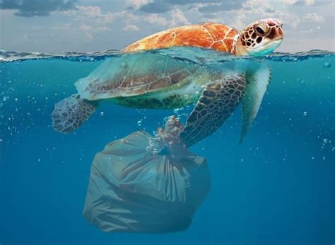 The Summer Of Sustainability - How Plastic Pollution Effects Wildlife