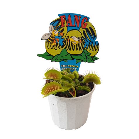 70mm Venus Flytrap - Dionaea muscipula | Bunnings Warehouse