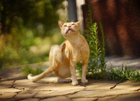 Cat Skin Allergies and Dermatitis: Causes and Treatment | PetMD