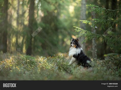 Dog Forest. Pet On Image & Photo (Free Trial) | Bigstock