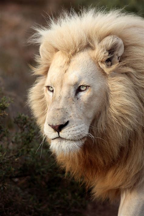 White Lion Lion Species, Asiatic Lion, Paws And Claws, Majestic Animals ...