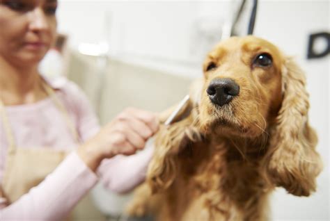 Skills of Successful Dog Groomers