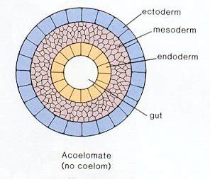 Acoelomate | HeyerBio6A Wiki | Fandom powered by Wikia