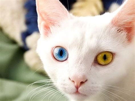 Image - White-persian-cat-with-blue-eyes.jpg | Thekittycat Wiki ...