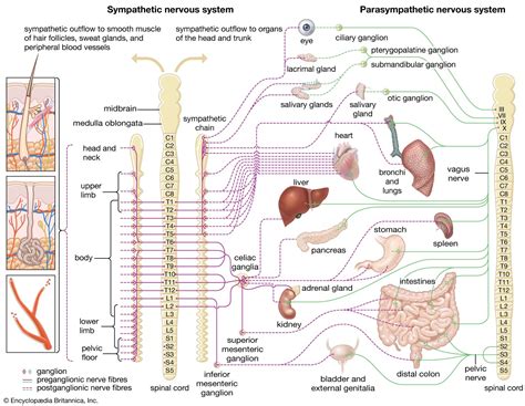 Autonomic Nervous System Ans An Overview Of Anatomy D - vrogue.co