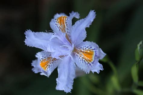 Tiger Lily Meaning and Significance of This Special Flower