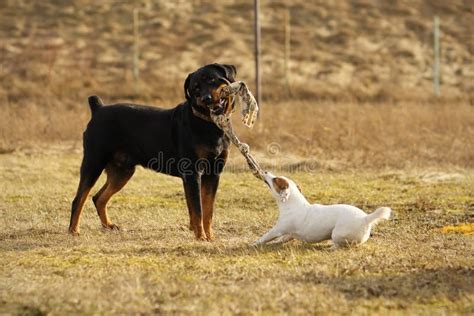 Two Dogs Playing Tug of War Stock Photo - Image of puppy, small: 24319042