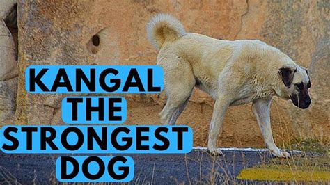 Kangal Shepherd - Dog Breed with Strongest Bite Force - YouTube