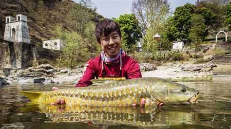 Golden Mahseer, Himalayan Golden Mahseer, Freshwater Fish Golden Mahseer