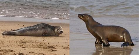 Seal Vs Sea Lion: How To Tell These Pinnepeds Apart ️