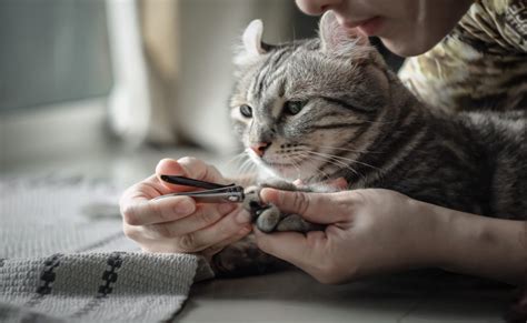 The Best Cat Nail Clippers – Cat Stuff Plus | The Best Cat Guides, Tips ...