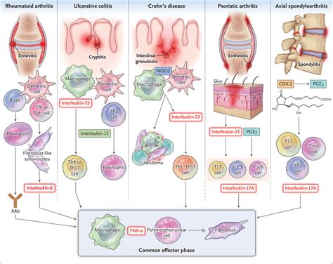 Reframing Immune-Mediated Inflammatory Diseases through Signature ...