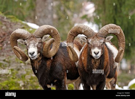 Mouflon (Ovis musimon, Ovis gmelini musimon, Ovis orientalis musimon ...