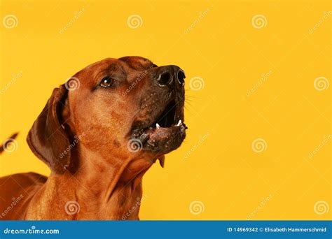 Barking Dog stock photo. Image of canines, alone, face - 14969342