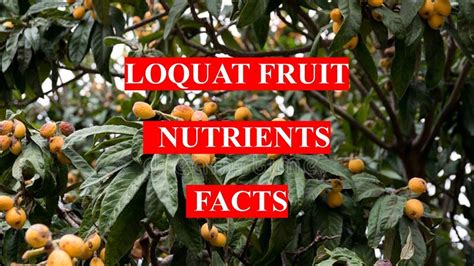 LOQUAT FRUIT - HEALTH BENEFITS AND NUTRIENTS FACTS - YouTube