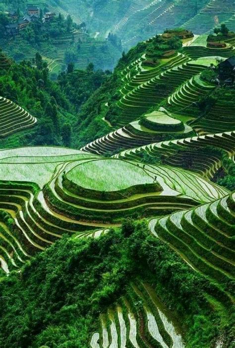 Cordillera Rice Terraces