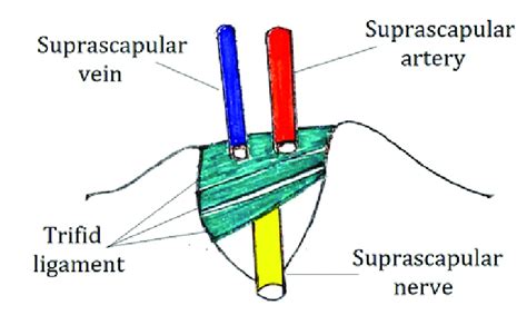 Depiction of the anatomy of trifid superior transverse scapular... | Download Scientific Diagram