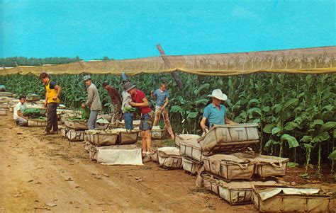 Tobacco Picking, Connecticut River Valley – CT Postcards.net