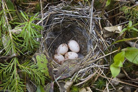 Palm Warbler Nest Photograph by James Zipp - Pixels