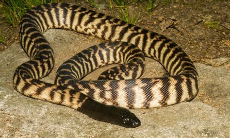 10 Snakes In Australia - A-Z Animals