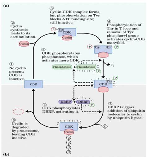 Cell Cycle – Molecular Biology