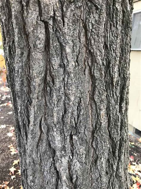 American Sweetgum - Spencer Creek Nursery