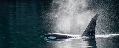 Stunning drone video has captured wild orcas playing with a human swimmer - Science News