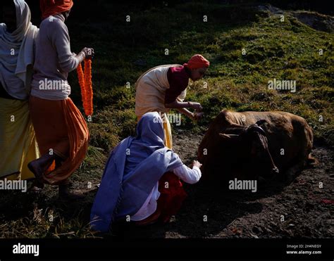 Kathmandu, Nepal. 4th Nov, 2021. Priests worship a cow during ''Gai ...