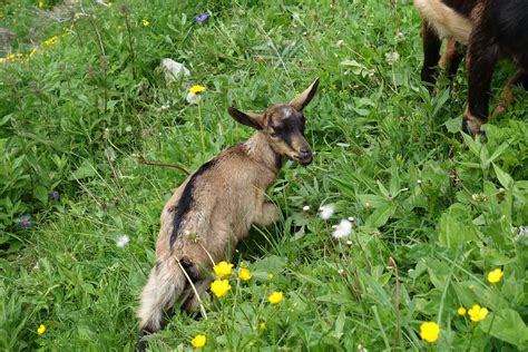 Baby goat @ Hike around Mont Lachat de Châtillon @ Le Gran… | Flickr