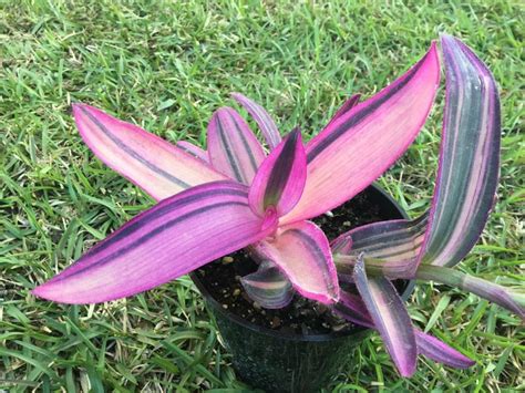 Pink Stripes Tradescantia Variegata Pallida Ppp House Plant - Etsy