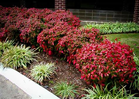 Nandina domestica “Nana” – Nandina crvenolisna “Nana” - Rasadnik Novi ...