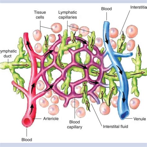 Distribution of blood, lymph and interstitial fluid in human tissue... | Download Scientific Diagram