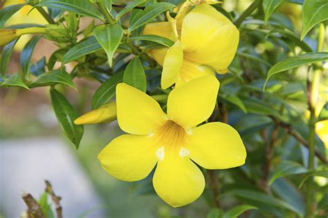 5 Petal Yellow Flower Bush | Best Flower Site