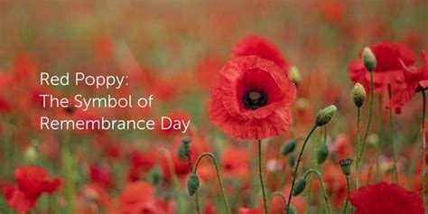 Remembrance Day Canada - Provides A Good Bloggers Ajax