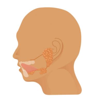 The Tubarial salivary glands: A potential new organ at risk for radiotherapy. – Young ...