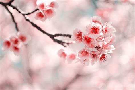 Sakura Flower Meaning: Cherry Blossom Symbolism In Japanese Culture - Plantisima