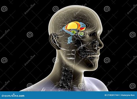 Brain Dorsal Striatum Anatomy, 3D Illustration Stock Illustration - Illustration of ganglia ...