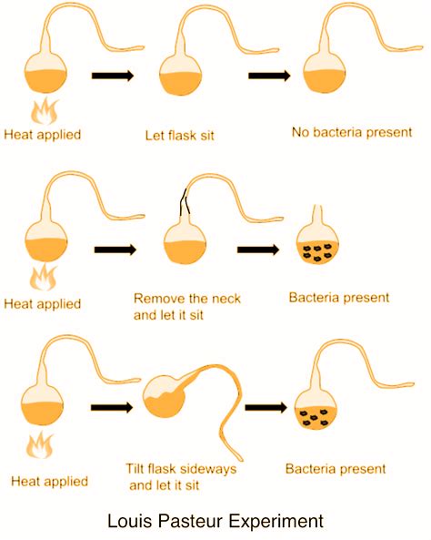 Pasteur’s experiments and similar ones that followed, convinced most people that spontaneous ...