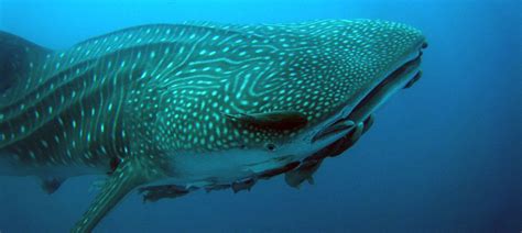 baby-whale-shark - Academy Bay Diving