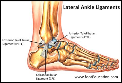 Anatomy Of An Ankle Sprain