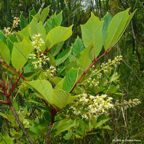 Poison Sumac | Plants, Plant leaves, Sumac