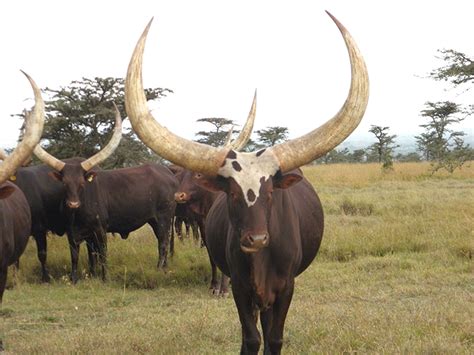 Ankole Cattle Facts, The Horns, Buying And Selling Cattle, 51% OFF