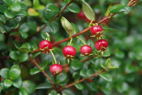 Chilean guavas are aromatic and packed with flavour