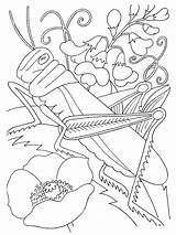 Free Printable Bug Coloring Pages For Kids sketch template