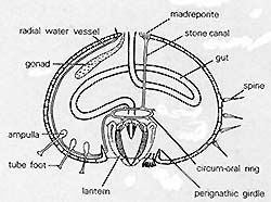 Sand Dollar Anatomy - Anatomical Charts & Posters