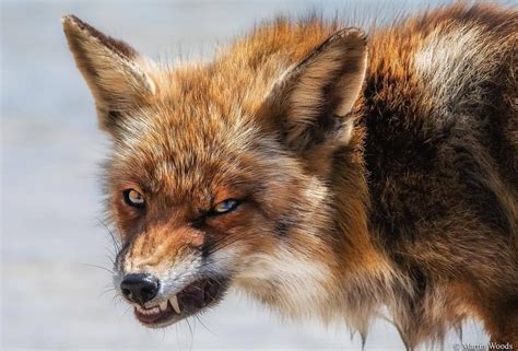 so scary (With images) | Angry animals, Majestic animals, Pet fox