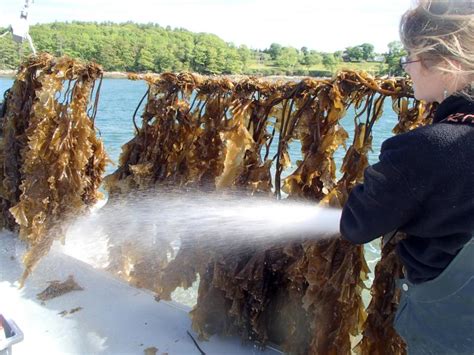 Seaweed farming: A growing industry | Boothbay Register